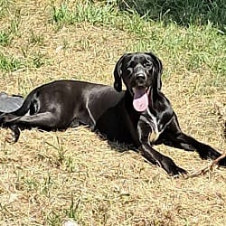 Photo of Blanche MEET ME 10/23, adoptable Hound (Unknown Type) in East Hartford, Connecticut