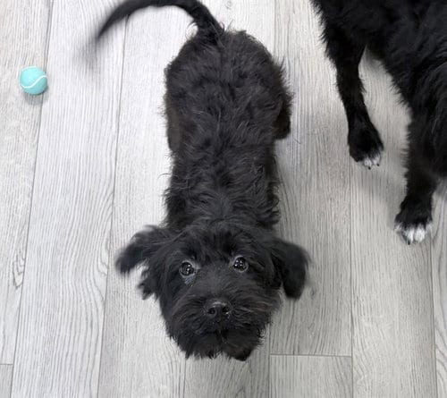 Photo of Rookie, adoptable Terrier in Ames, Iowa