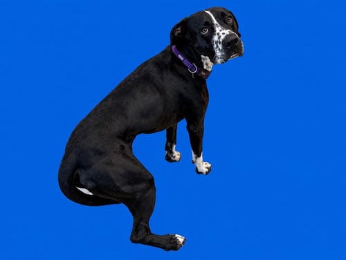 Photo of Milkshake, adoptable Pointer in Miami, Florida