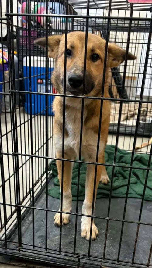 Photo of Zoinks Crew : Velma, adoptable German Shepherd Dog in Aurora, Indiana