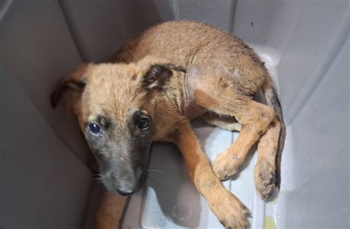 Photo of A5802089, adoptable Belgian Shepherd Malinois in Gardena, California