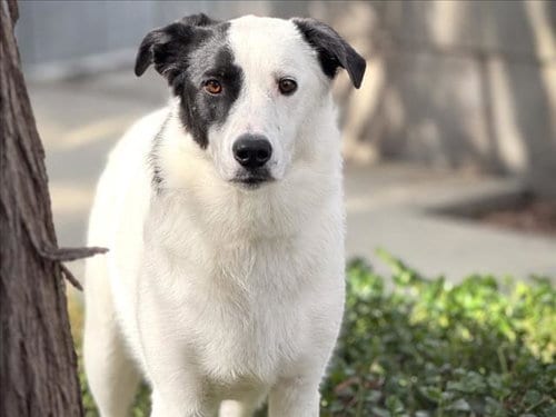 Photo of Luna, adoptable Border Collie in San Pedro, California