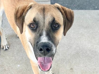 Photo of Otter, adoptable dog in Georgetown, Texas