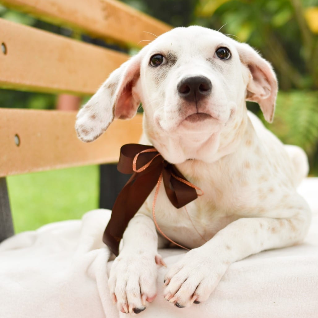 Photo of Cinnamon, adoptable Mixed Breed (Large)