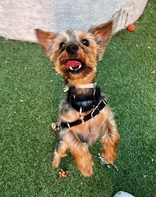 Photo of Pogo, adoptable Yorkshire Terrier Yorkie in San Francisco, California