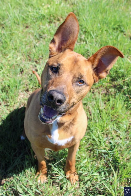 Photo of Scooby, adoptable American Pit Bull Terrier in Lockport, New York