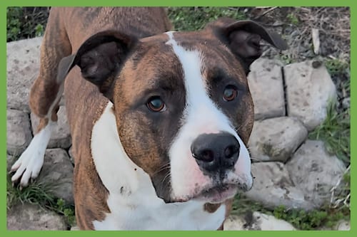 Photo of Yuli, adoptable Boxer in Amherst, Massachusetts