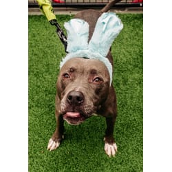 Photo of Monkey, adoptable Mixed Breed (Medium) in New Castle, Delaware