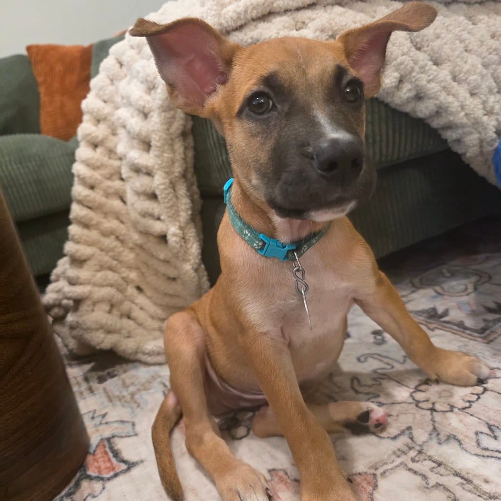 Photo of Krakatoa, adoptable Terrier, American Pit Bull / Mixed Breed (Medium) in Buffalo, Minnesota
