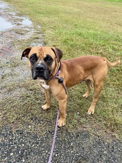 Photo of Bansky, adoptable Bullmastiff in Forestville, Maryland