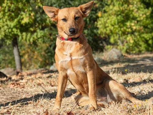 Photo of Honey, adoptable Australian Cattle Dog/Blue Heeler in San Andreas, California