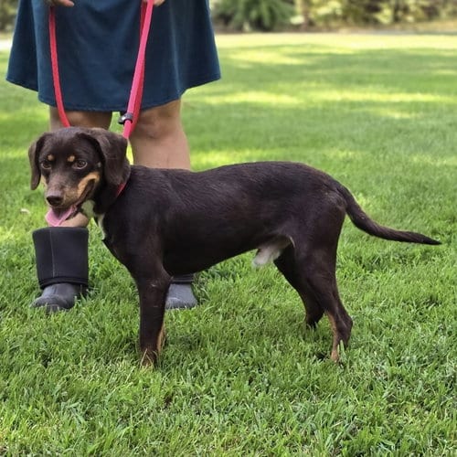 Photo of Frankie, adoptable Dachshund in Yardley, Pennsylvania
