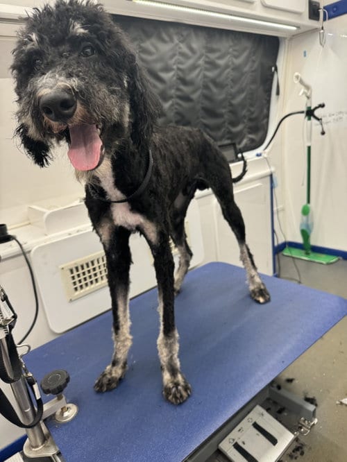 Photo of Georgie, adoptable Poodle (Standard) in Clarkston, Michigan
