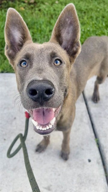 Photo of Dex, adoptable German Shepherd Dog in Miami, Florida