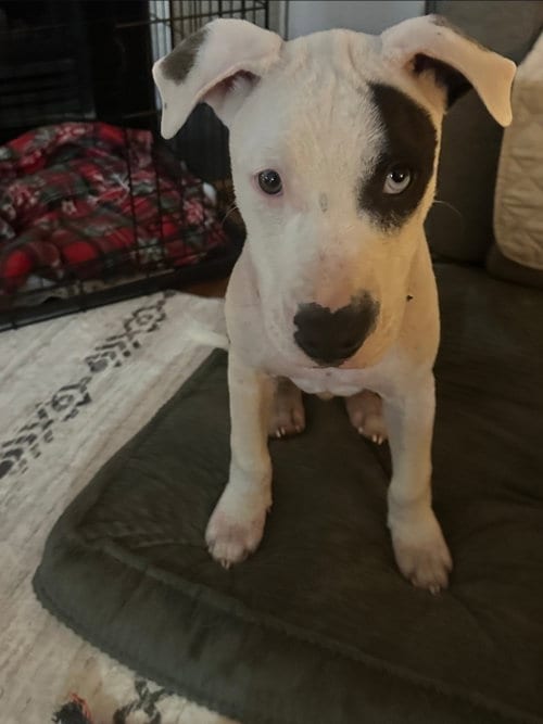 Photo of Oscar, adoptable American Pit Bull Terrier in Chester, Virginia