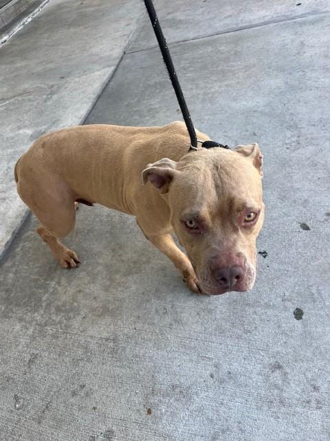 Photo of King, adoptable Pit Bull Terrier in Miami, Florida