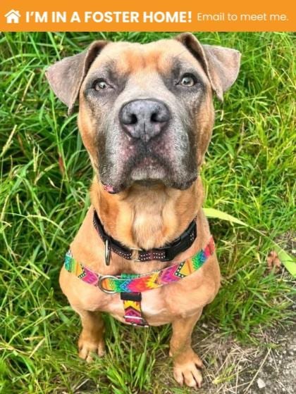 Photo of Chillax, adoptable dog in Baltimore, Maryland