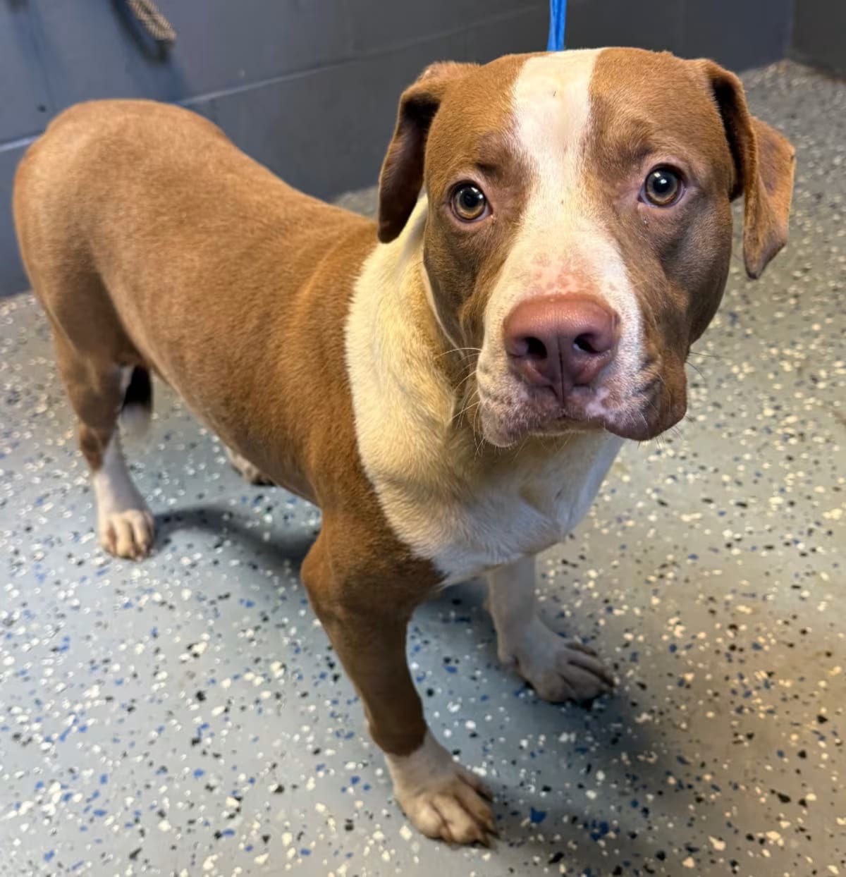 Photo of Hank, adoptable American Pit Bull Terrier/Mixed Breed (Medium) in Tuscaloosa, Alabama