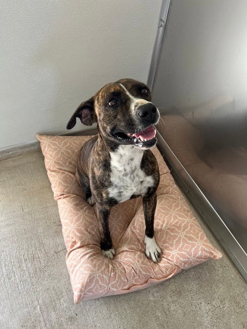 Photo of Tina, adoptable American Staffordshire Terrier in Gun Barrel City, Texas