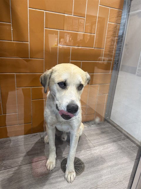 Photo of Couch, adoptable German Shepherd Dog in Garland, Texas