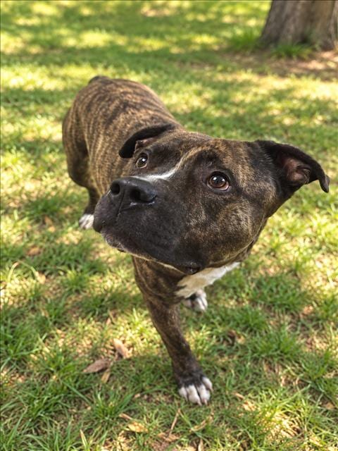 Photo of Tommy, adoptable Pit Bull Terrier in San Pedro, California