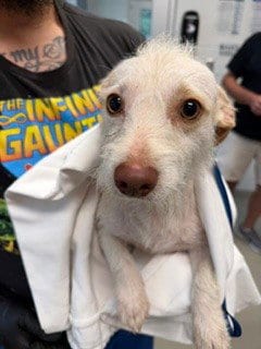 Photo of Dobby, adoptable Terrier in Haw River, North Carolina
