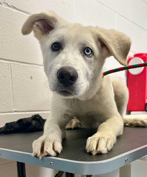 Photo of Todd, adoptable Great Pyrenees in Princeton, Minnesota