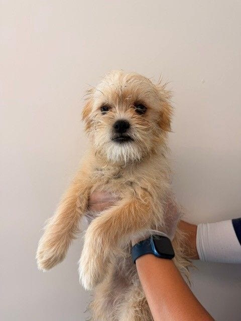 Photo of Daphne, adoptable Unknown breed in Rancho Santa Fe, California