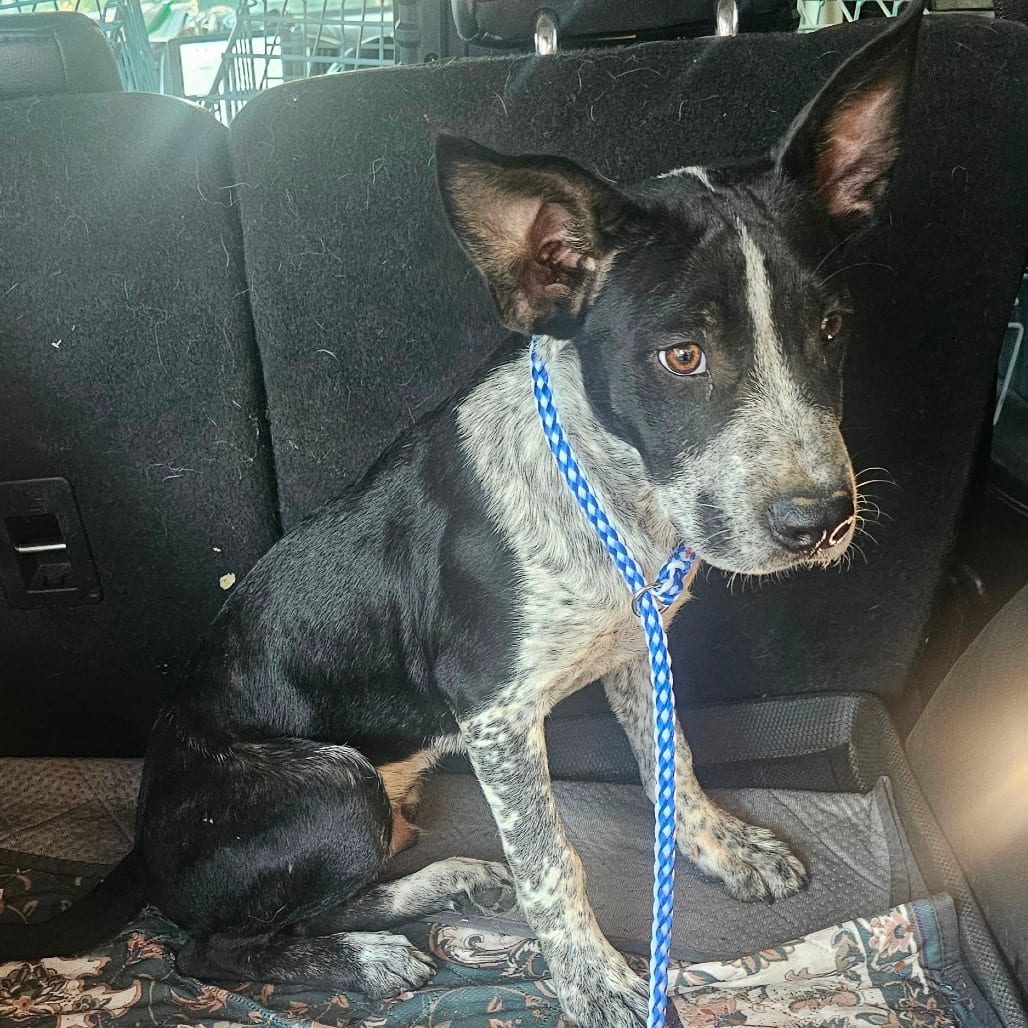Photo of Chaplin, adoptable Cattle Dog, Australian (Blue Heeler) in Mount Vernon, Arkansas