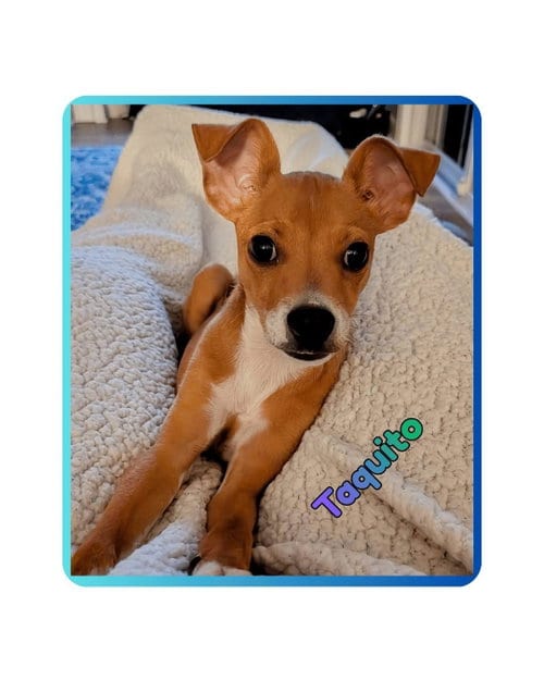 Photo of Taquito, adoptable Chihuahua in Raleigh, North Carolina