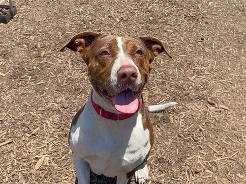 Photo of Nessie, adoptable Pit Bull Terrier in Orange, California