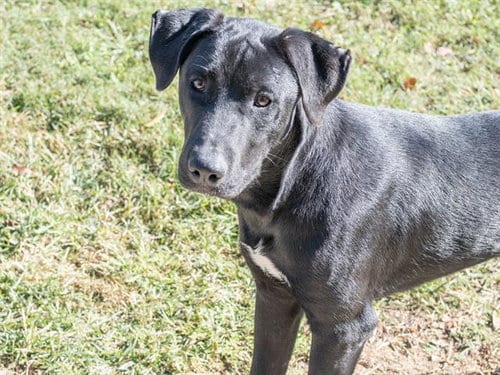 Photo of Torchic, adoptable Labrador Retriever in Haw River, North Carolina