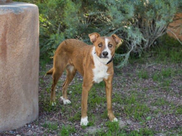 Photo of Lyra, adoptable Mixed Breed in Santa Fe, New Mexico