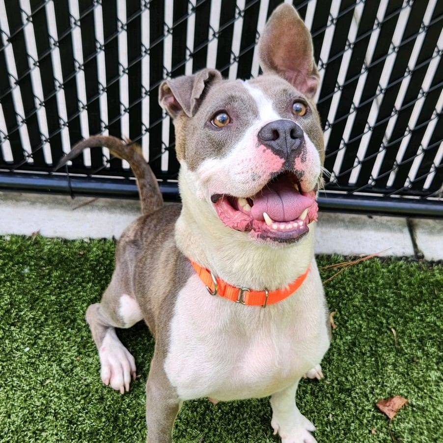 Photo of Miracle, adoptable Mixed Breed (Medium) in Greensboro, North Carolina