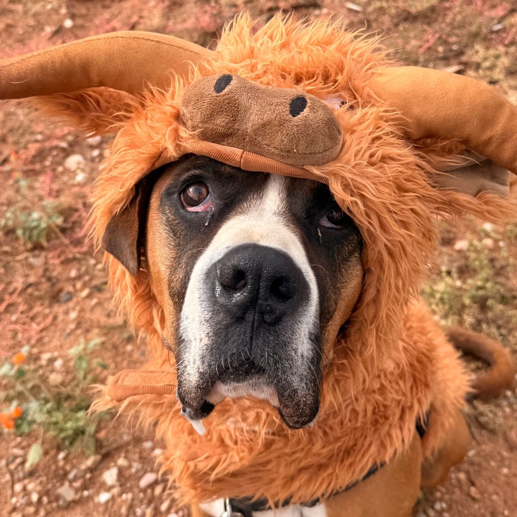 Photo of Riggins, adoptable Boxer / Mix in Kanab, Utah
