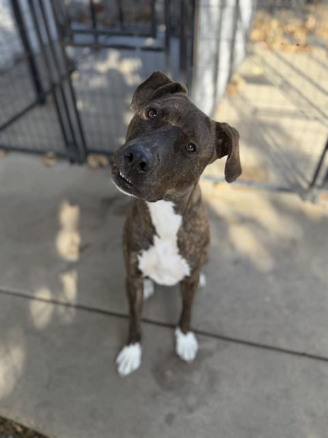 Photo of Zen, adoptable Pit Bull Terrier in Chula Vista, California