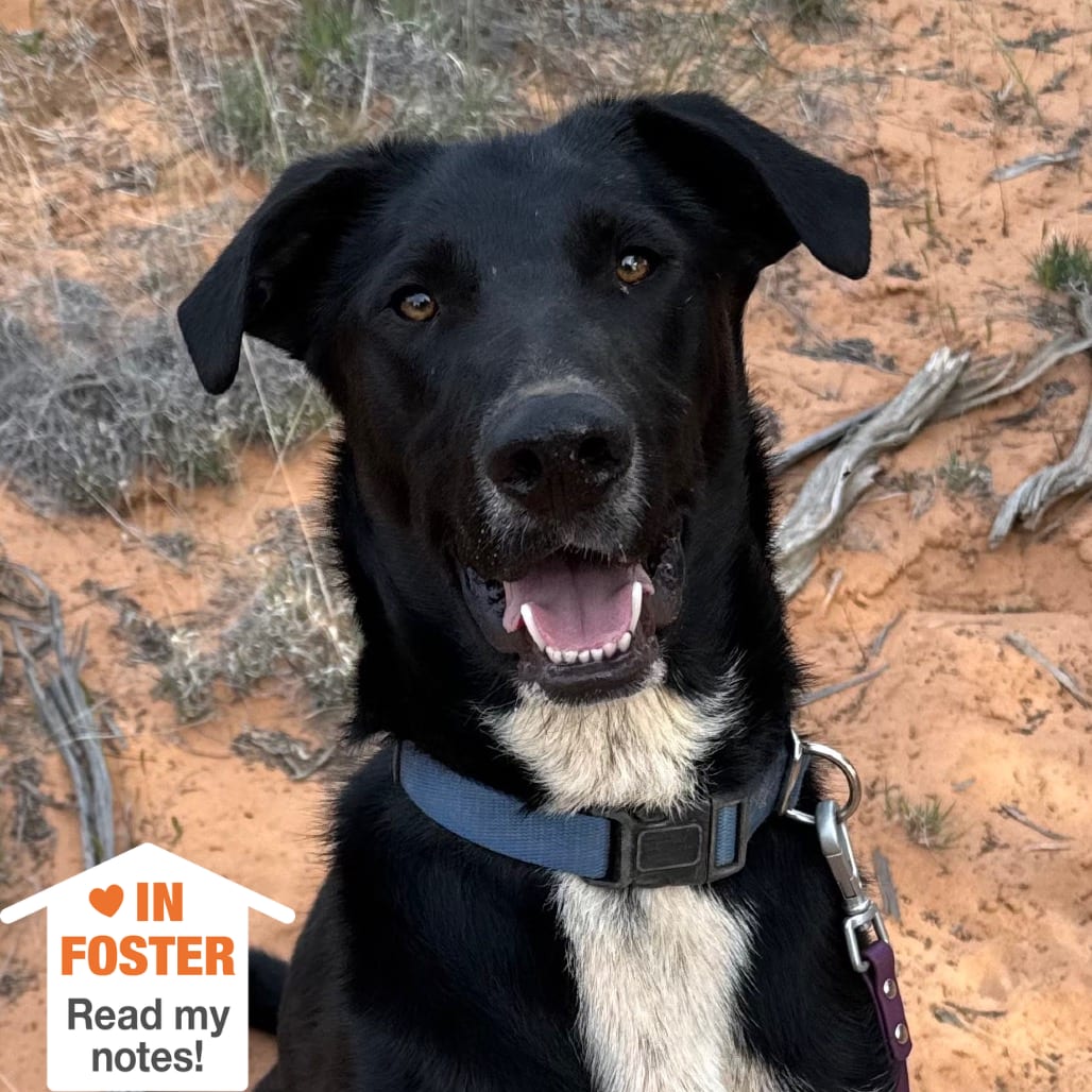Photo of Dobby, adoptable Retriever, Black Labrador / Mixed Breed (Medium) in Kanab, Utah