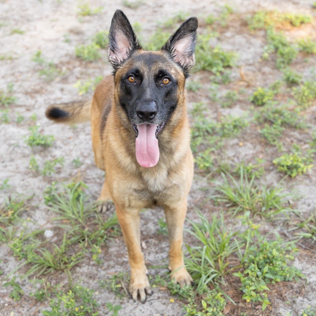 Photo of Lincoln, adoptable Shepherd, German / Mix in Gainesville, Florida