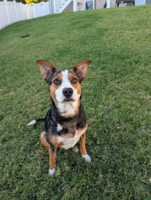Photo of Bella, adoptable Hound in Imperial, Missouri