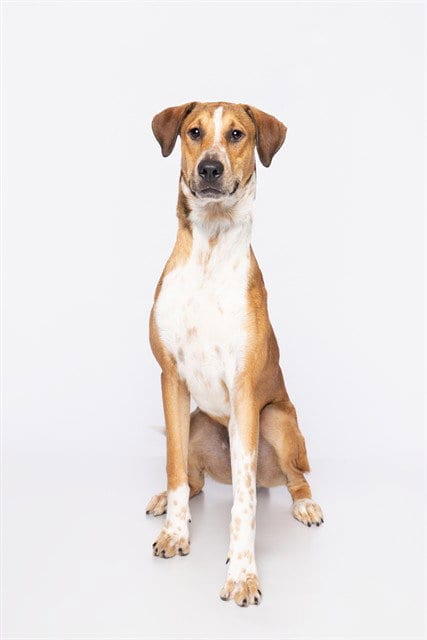 Photo of Arlo, adoptable English Foxhound in Miami, Florida
