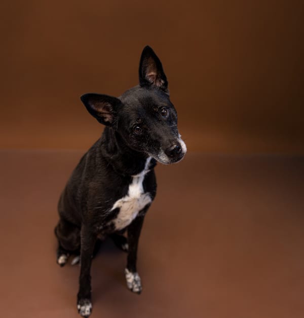 Photo of C Calipso, adoptable Labrador cross in Lawrenceville, Georgia
