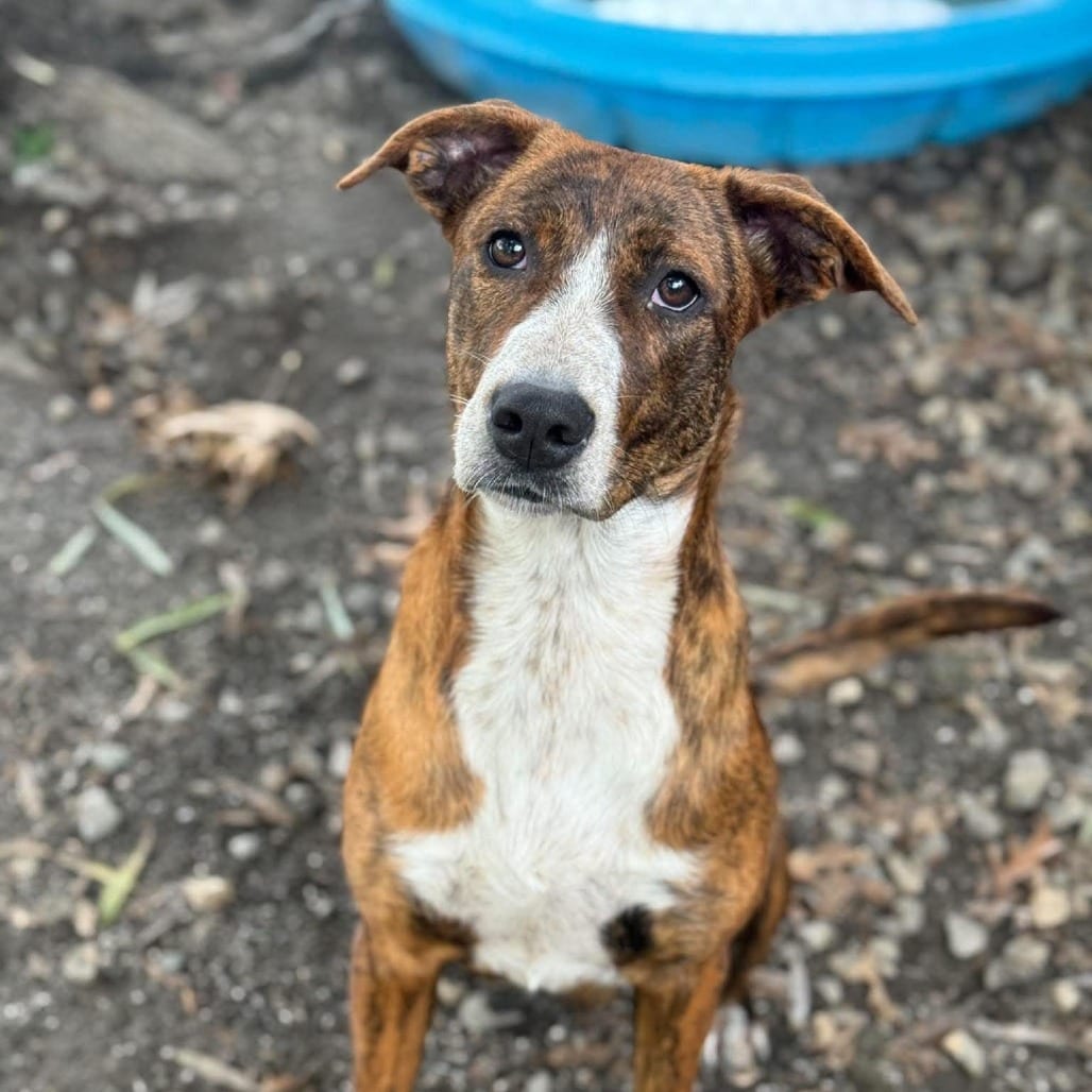 Photo of Cardinal, adoptable Mountain Cur in Martinsville, Virginia
