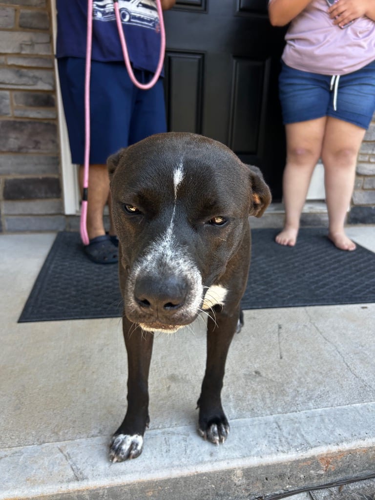 Photo of Found Animal 392, adoptable Mixed Breed in Douglasville, Georgia
