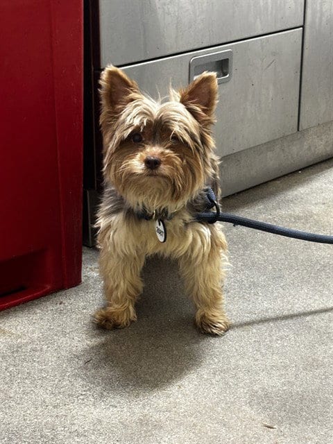 Photo of Smoke, adoptable Yorkshire Terrier Yorkie in Forestville, Maryland