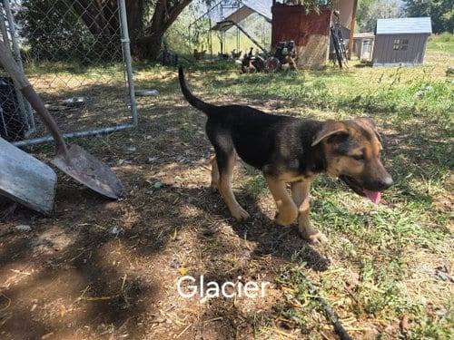 Photo of Glacier, adoptable German Shepherd Dog in MIDWAY, Utah