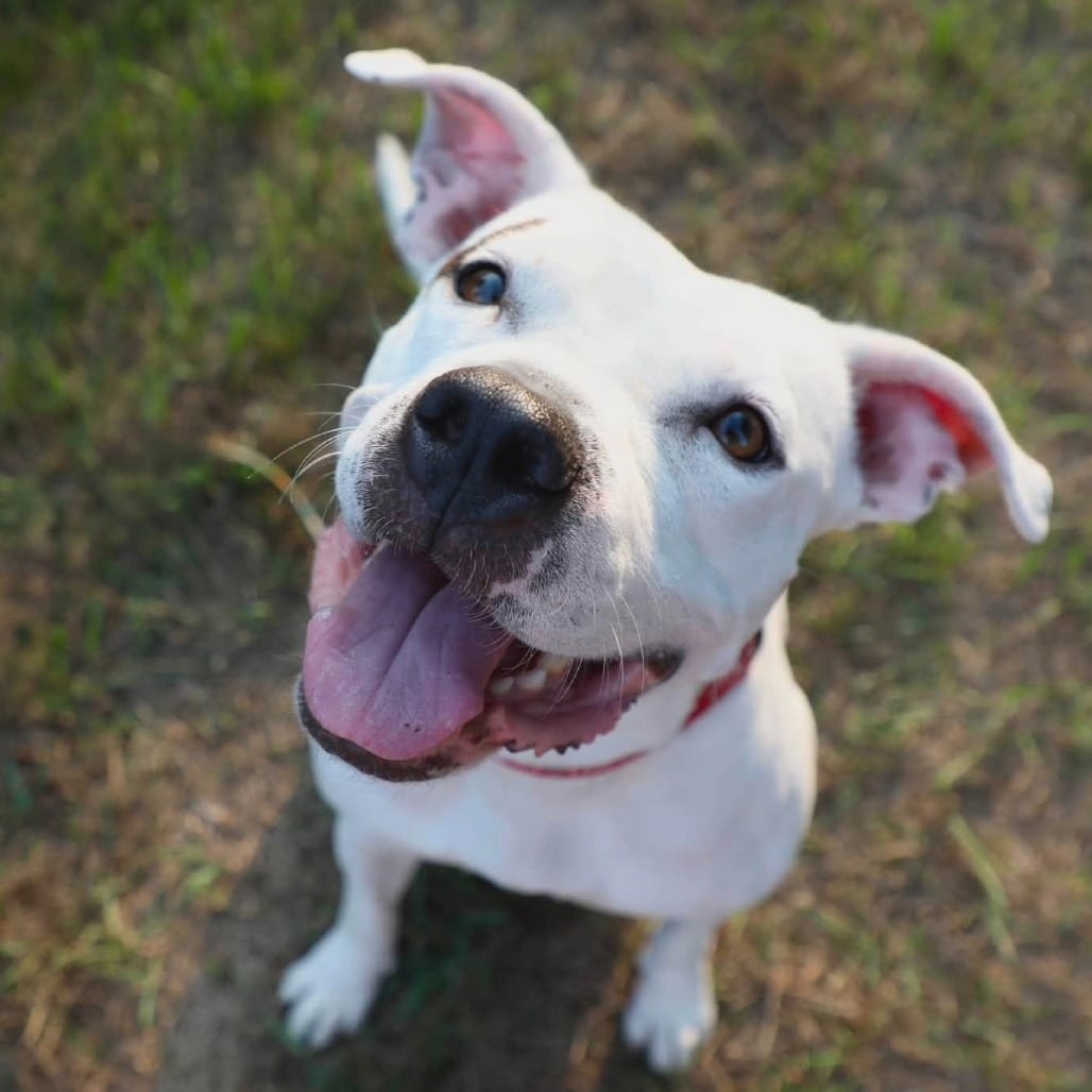 Photo of Pearl, adoptable Mixed Breed (Medium) in West Olive, Michigan