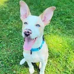 Photo of Scout, adoptable Mixed Breed (Medium) in Syracuse, New York