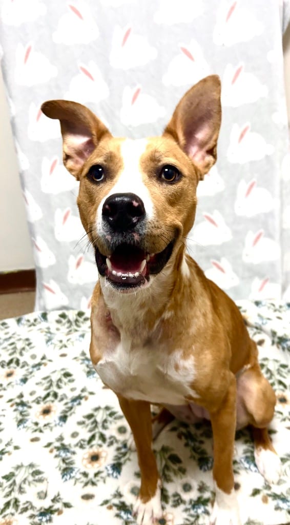 Photo of Piper, adoptable Mixed Breed in New Cumberland, West Virginia