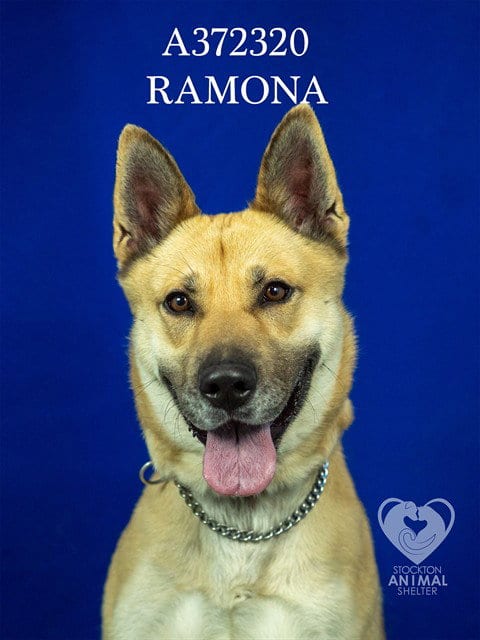 Photo of Ramona, adoptable German Shepherd Dog in Stockton, California