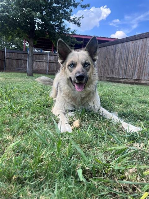 Photo of Luna, adoptable Siberian Husky in Plano, Texas